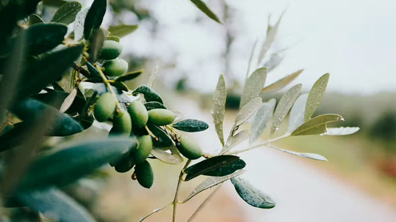 Main photo for Olive Trees and Olive Oil Production Guided Tour in Naxos