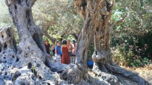 Main photo for Half Day Culinary Tour in Naxos. Explore the Island's Olive Oil Routes