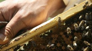 Honeybee farm visit