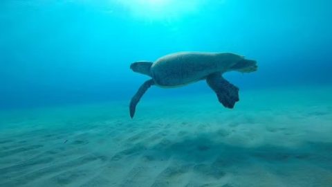 Αρκετός χρόνος για κολύμπι και snorkeling