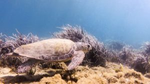 Μια θαλάσσια χελώνα στο φυσικό της χώρο