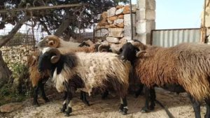 Video for Learn About the Rural Island Life and Cheese Making in a Naxos Farm