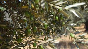 The olive trees that are spread around the farm