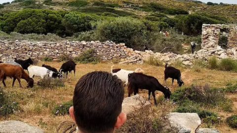 Ένα κοπάδι από κατσίκες που βοσκά αμέρημνα