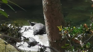 The turtles in the small river along the way