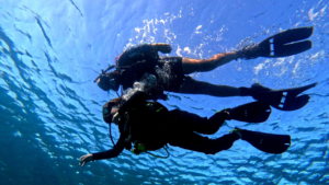 Dive with experienced professionals