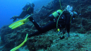 Explore the bottom and meet the sea world