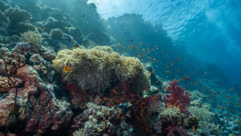 Relax and connect with the serene beauty beneath the sea’s surface