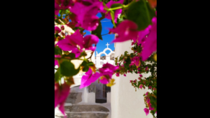 Colorful bougainvilleas are all around
