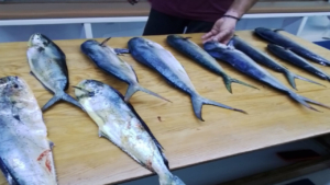 Appreciate the journey of the catch, from sea to table