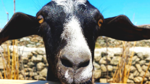 Meet and pet te farm's animals