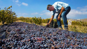 Video for Mykonos Vineyard Tour and Wine Tasting – A Journey into Cycladic Flavors