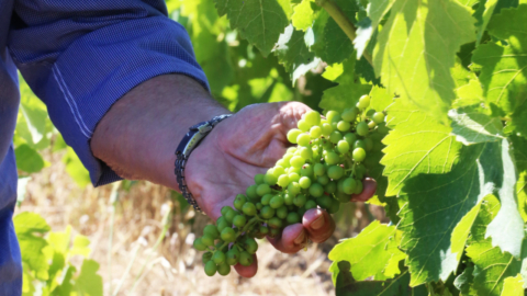 The vines offer us wine and much more