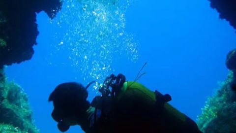 Discover vibrant marine life hiding beneath the surface