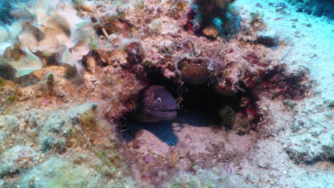 Paros is the ideal island for scuba diving