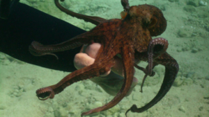 Discover the underwater world