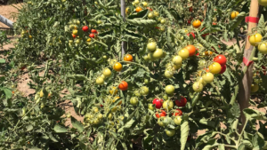 Cherry tomatoes at the estate's garden