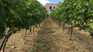 Guided tour of a traditional vineyard