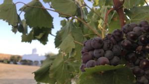 The grapes are ready for harvesting