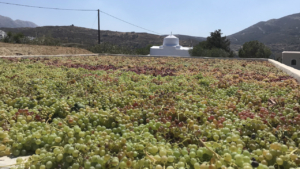 Learn the secrets of wine production 