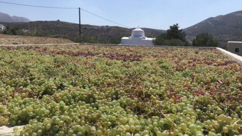 Learn the secrets of wine production 