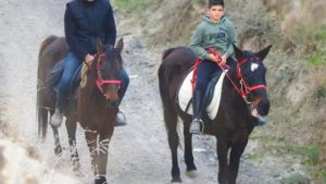Gallery photo 1 for Santorini Horse Riding for Both Beginners and Experienced Riders