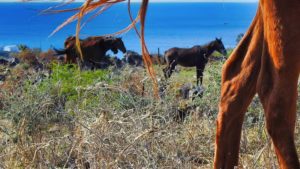Gallery photo 6 for Santorini Horse Riding Tour for both Beginners and Experienced Riders