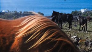 Gallery photo 8 for Santorini Horse Riding Tour for both Beginners and Experienced Riders