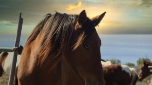 Video for Santorini Horse Riding Tour (Dinner Included)