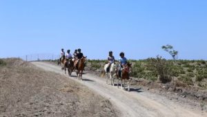 Gallery photo 2 for Santorini Horse Riding Tour (Dinner Included)