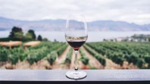 Gallery photo 10 for Santorini Wine Tasting Tour