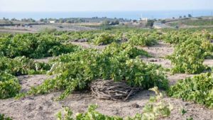 Gallery photo 4 for A Trip to Taste: Santorini & Greek Wines