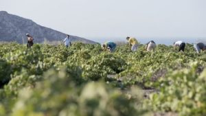 Gallery photo 3 for A Trip to Taste: Santorini & Greek Wines