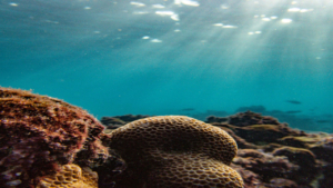 Αποκτήστε νέες υποβρύχιες δεξιότητες με καθοδηγούμενη εκπαίδευση