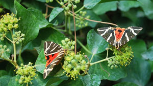 Η κοιλάδα είναι γεμάτη από πεταλούδες Jersey Tiger Moth