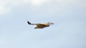 Παρατηρήστε τους επιβλητικούς Ναξιώτικους γύπες να πετούν πάνω από το φυσικό τους περιβάλλον στις κυκλάδες