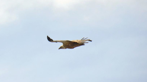 Παρατηρήστε τους επιβλητικούς Ναξιώτικους γύπες να πετούν πάνω από το φυσικό τους περιβάλλον στις κυκλάδες