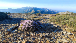 Ανακαλύψτε τα αρωματικά άγρια βότανα που ανθίζουν στα μονοπάτια του Όρους Ζας