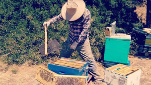 Discovering the craft of beekeeping