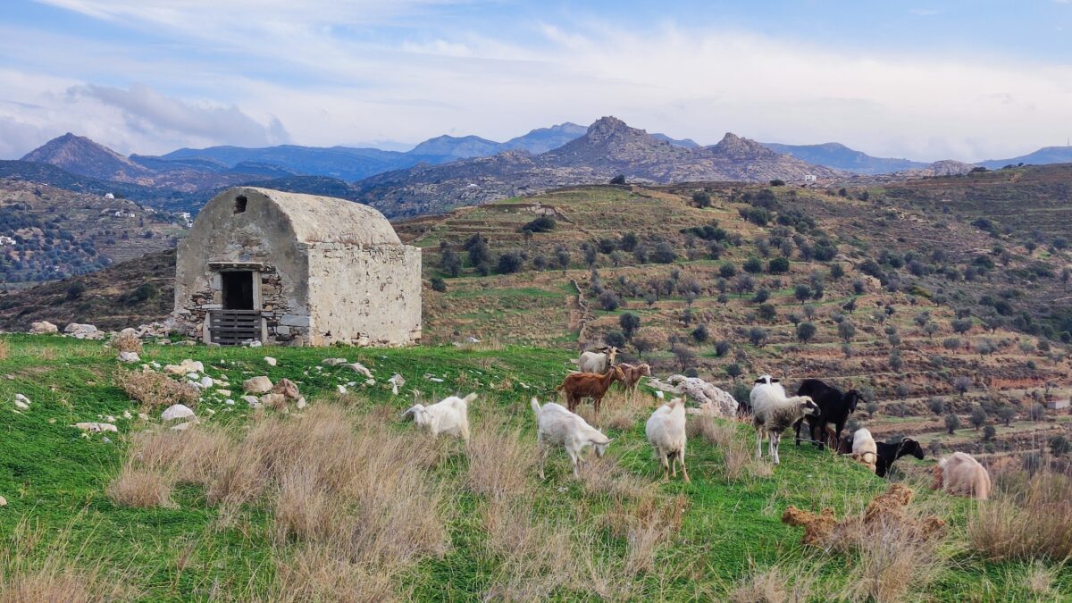 Main photo for Explore Naxos' Rural Gems: E-Biking to Byzantine Churches, Venetian Towers, and Medieval Castles