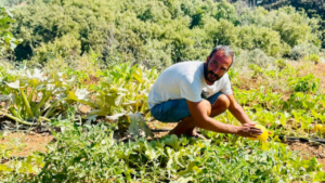 Περιπλανηθείτε στα χωράφια και ζήστε τη φρεσκάδα της φυσικής σοδειάς