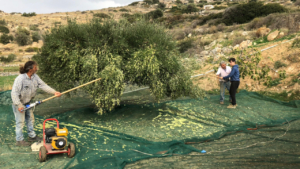 Βυθιστείτε στον κόσμο της φροντίδας και συντήρησης των ελαιόδεντρων