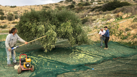 Βυθιστείτε στον κόσμο της φροντίδας και συντήρησης των ελαιόδεντρων