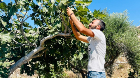 Συγκεντρώστε τη γεύση του καλοκαιριού μαζεύοντας φρέσκα σύκα από τα δέντρα