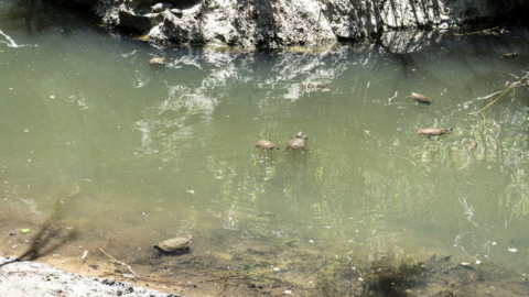 Απολαύστε την παρατήρηση της άγριας ζωής στις ήρεμες όχθες των ρυακιών