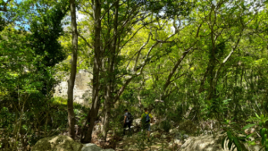 Η πλούσια βλάστηση είναι επίσης σπάνια στα νησιά των Κυκλάδων
