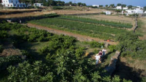 Learn the secrets of farm-to-table cooking