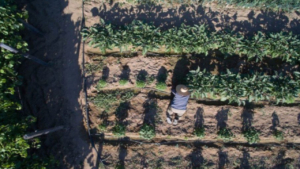 Experience authentic farm life in Sifnos