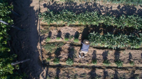 Experience authentic farm life in Sifnos