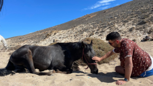 Connect with your horse while gently petting and bonding before the ride